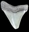 Juvenile Megalodon Tooth - South Carolina #54176-1
